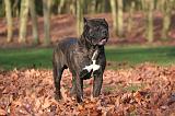 CANE CORSO 1345